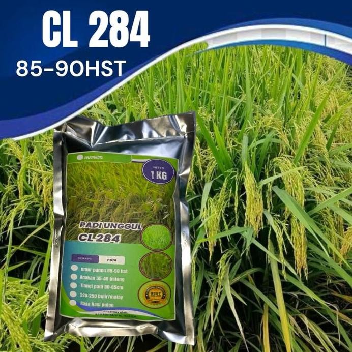

Terlaris Benih Padi Cl 284 Premium Kemasan 1Kg