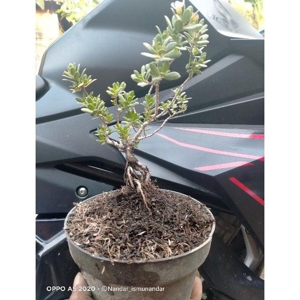 Tanaman Hias Bonsai Santigi Mawar Micro Super Prokar 45K - Savanan Bonsai