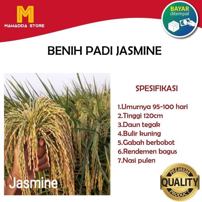 

Terlaris Benih Padi Unggul Bibit Jasmine 5 Kg