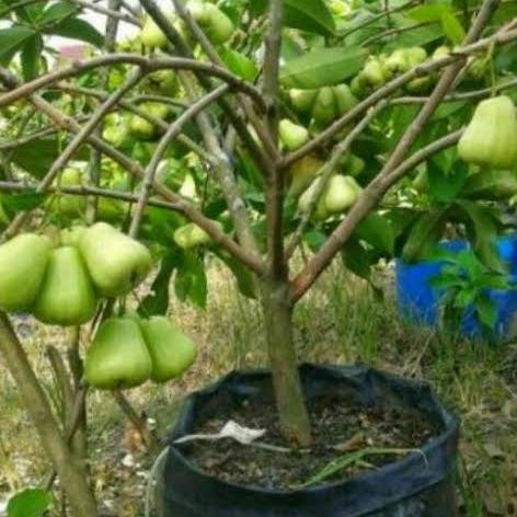 

Terlaris Jual Bibit Jambu Air Madu Deli Berokulasi Unggulan Super