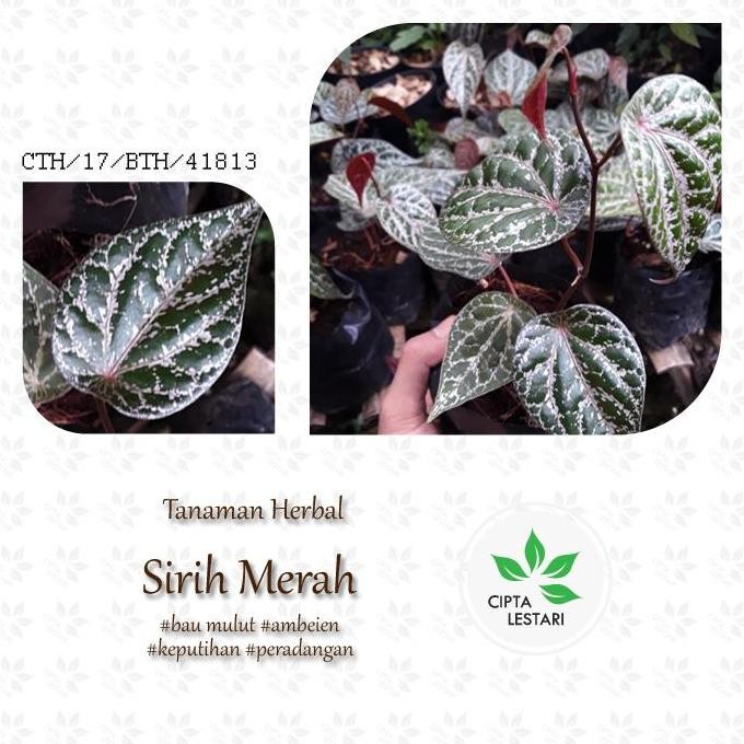 

Terlaris Bibit Pohon Daun Sirih Merah - Tanaman Rambat Herbal