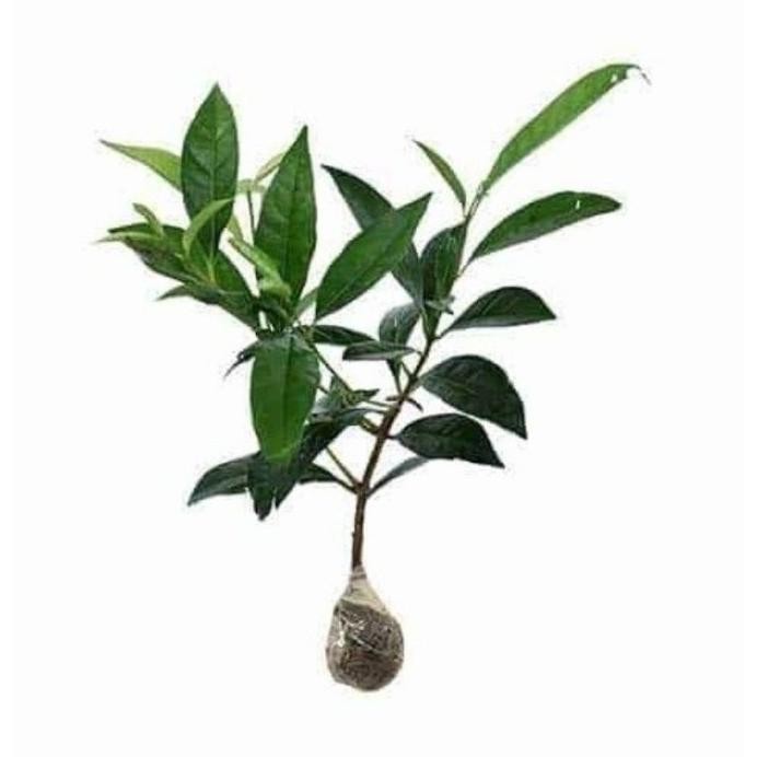 

Terlaris Terlaris Paket Murah Enam Bibit Pohon Daun Salam/Bibit Rempah Daun