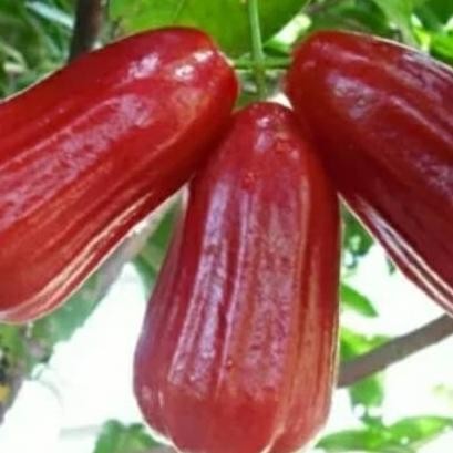 

Terlaris Bibit Tanaman Buah Jambu Air Madu Deli Merah A1111 Aa88