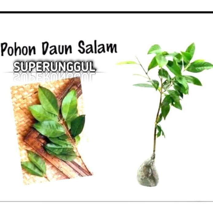 

Terlaris Hot Bibit Tanaman Daun Salam Daun Rempah Terlaris Ori