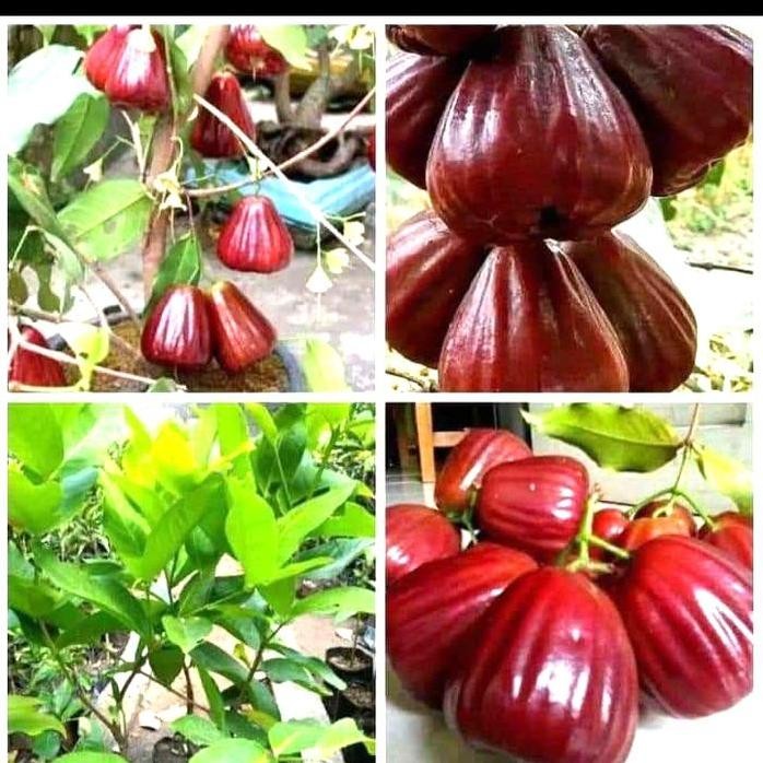 

Terlaris Bibit Jambu Dalhari Jumbo