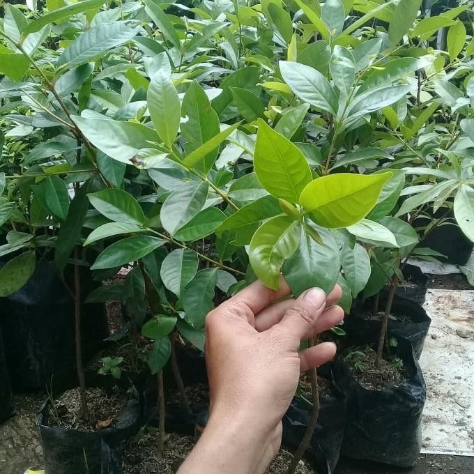 

Terlaris Bibit Pohon Salam/Tanaman Herbal Daun Salam