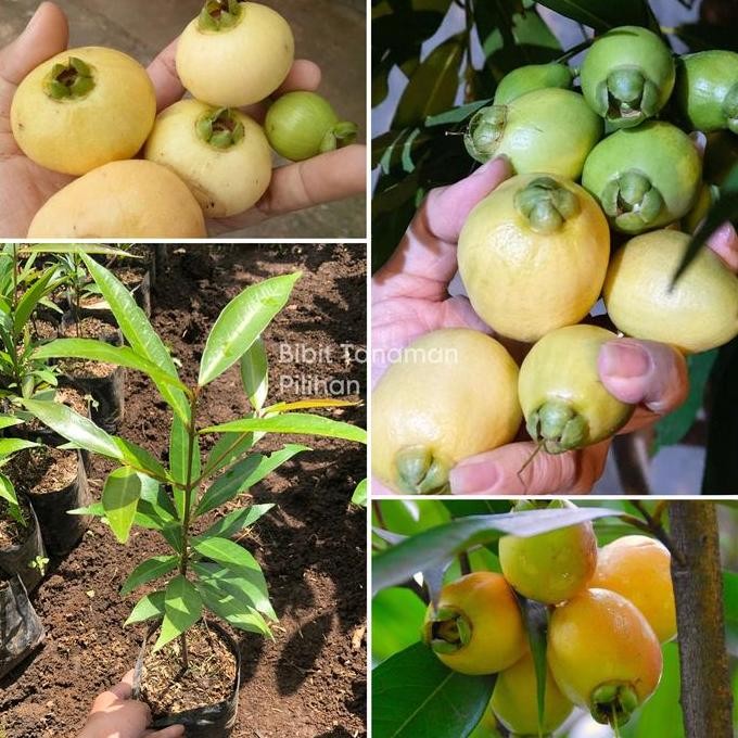 

Terlaris Bibit Buah Jambu Mawar Rose Apple Keraton Air Si Wangi