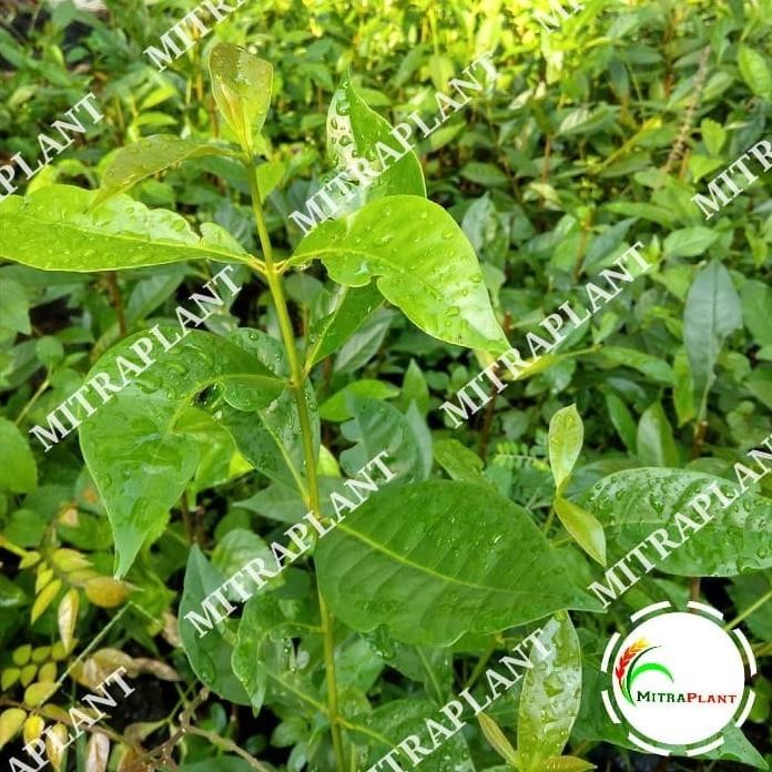

Terlaris Griyana-Bibit Pohon Daun Salam Sayur - Tanaman Salam Sayur - Bumbu Masak