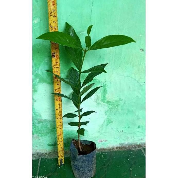 

Terlaris Bibit Tanaman Daun Salam/Pohon Salam Bumbu Dapur Diskon