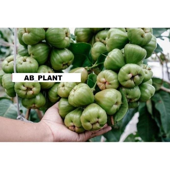 

Terlaris Bibit Jambu Air New Dalhari Super Okulasi