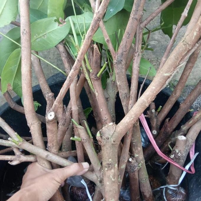 

Terlaris Fresh Cangkok Jambu Citra Bibit