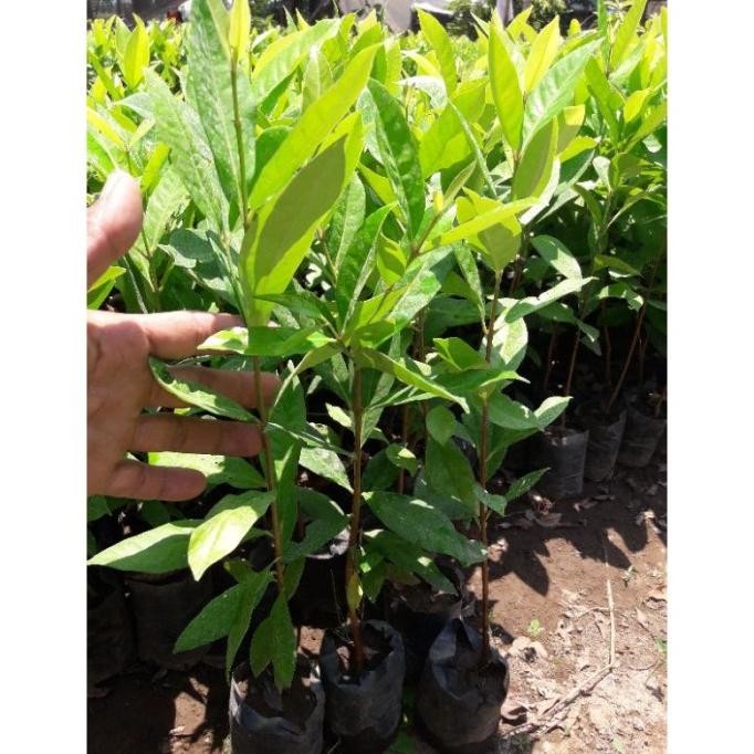 

Terlaris Bibit Daun Salam Paket10 Bibit+1Bonus Qjxepg 0576Hc