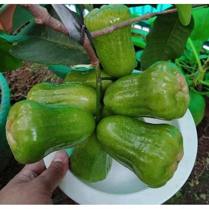 

Terlaris Bibit Jambu Taiwan Superr Green (Tsg) Berbunga