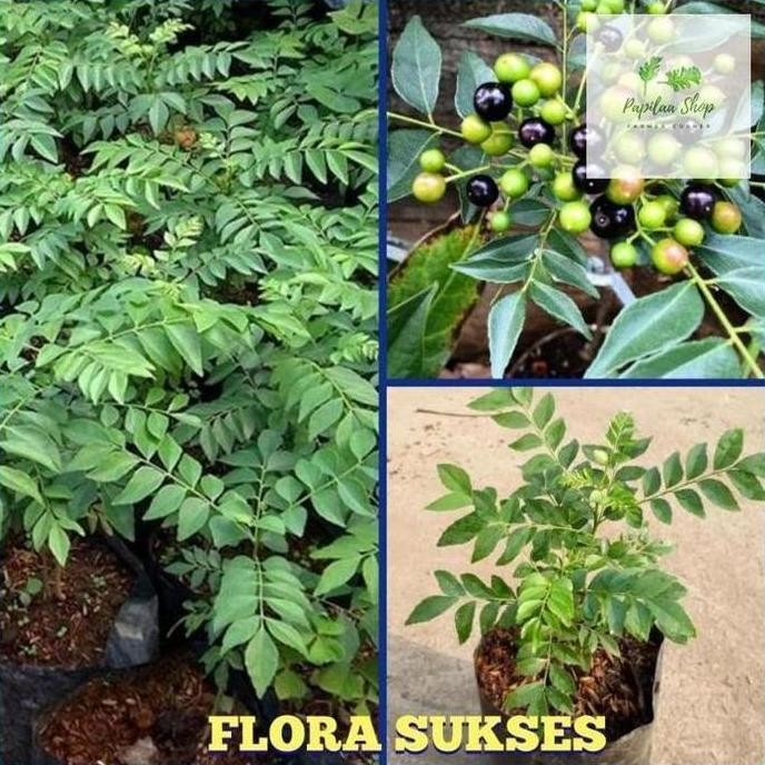 

Terlaris Bibit Tanaman Salam Koja Bibit Daun Kari Bibit Kari Berkualitas