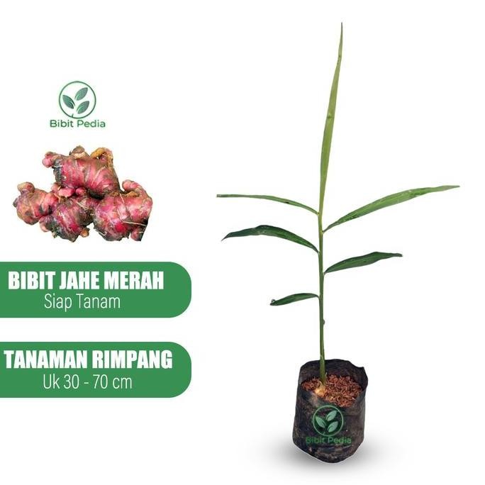 

Terlaris Bibit Pohon Jahe Merah Sunti Super Siap Tanam