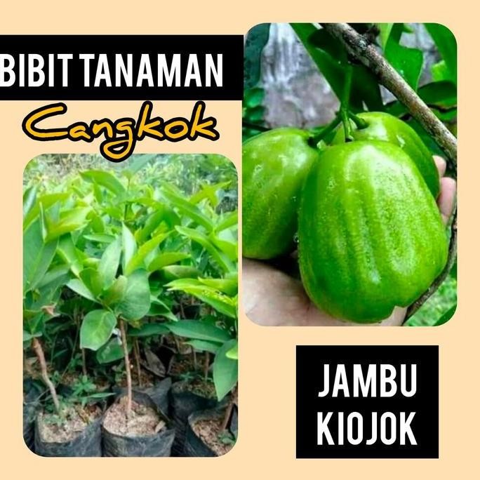 

Terlaris Bibit Jambu Kiojok Hasil Cangkok