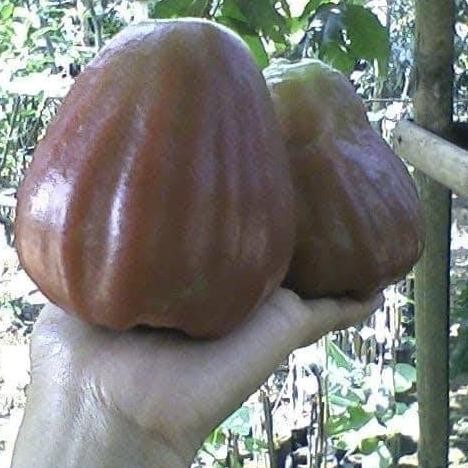 

Terlaris Bibit Jambu Air Giant Rose Apple