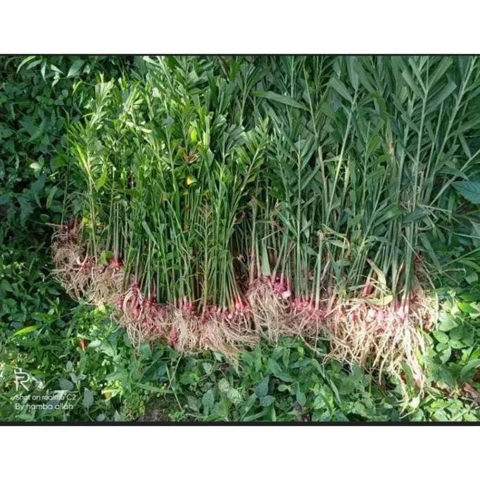 

Terlaris Bibit Jahe Merah Siap Tanam (Cabutan Dari Lahan)