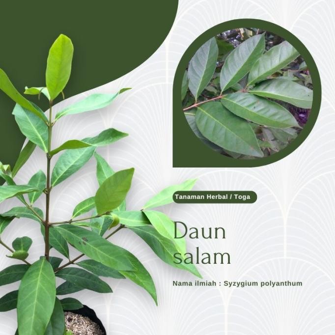 

Terlaris Bibit Tanaman Daun Salam ( Rempah / Bumbu Masakan )