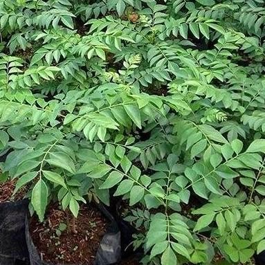 

Terlaris Bibit Tan Daun Kari / Kare Salam Koja