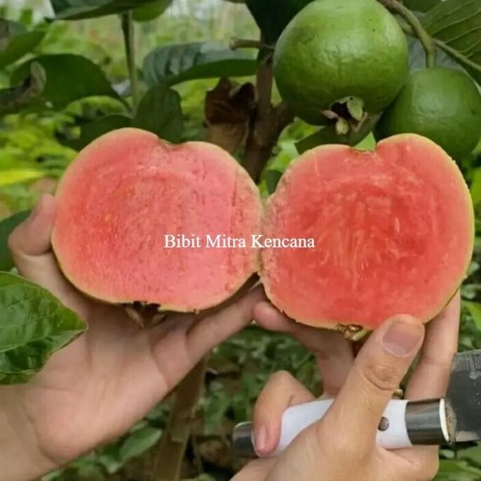 

Terlaris Bibit Jambu Sukun Merah Super Jumbo Rimbun Unggulan