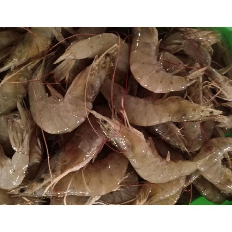 

Udang Paname Segar