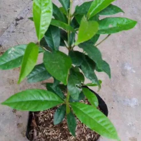 

Terlaris Bibit Daun Salam Bumbu Masak Beli 10 Bonus 1