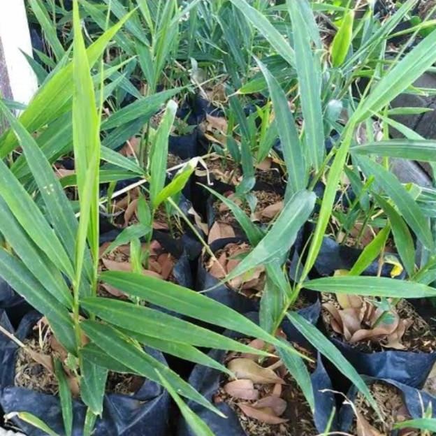 

Terlaris Bibit Tanaman Herbal Jahe Merah Jamer Pohon Obat