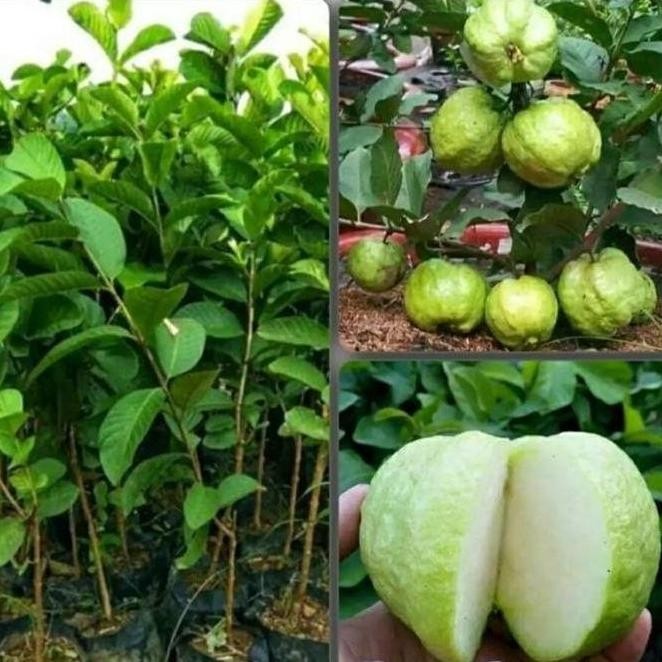 

Terlaris Bibit Jambu Kristal Putih Okulasi Cepat Berbuah