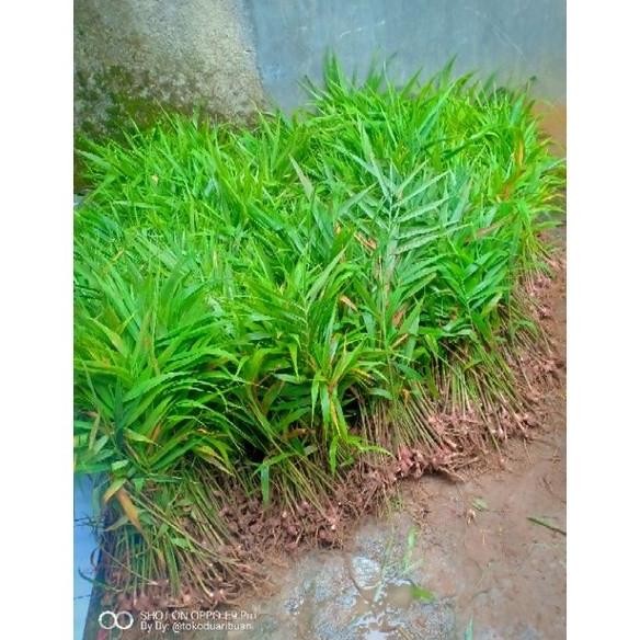 

Terlaris Bibit Jahe Merah Super Siap Tanam ( Beli 100 Gratis 10 Beli 200 Gratis 20 Batang )