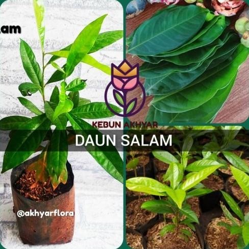 

Terlaris New Tanaman Daun Salam Bibit Pohon Bumbu Masak