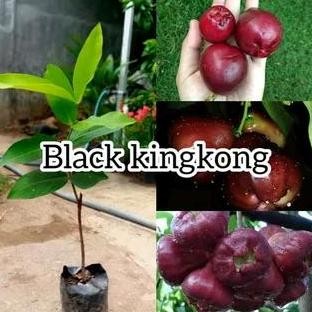 

Terlaris Bibit Jambu Air Black Kingkong Super