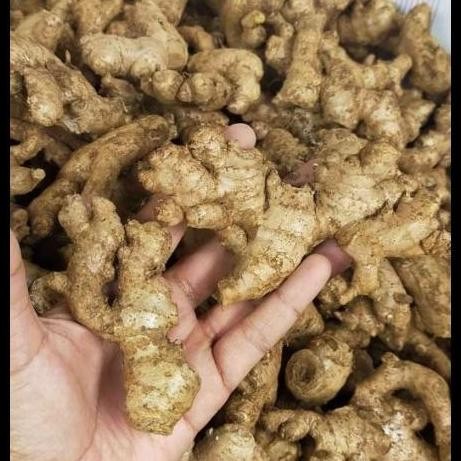 

Terlaris Bibit Rempang Jahe Emprit 1000 Gram