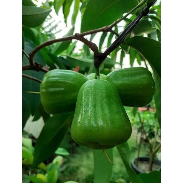 

Terlaris Terlaris Bibit Jambu Air Kiojok (Fresh Cangkok)