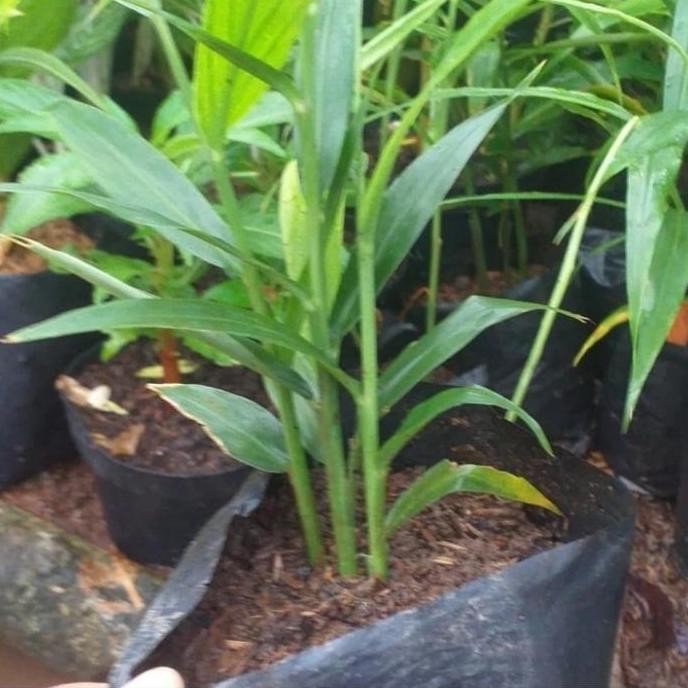 

Terlaris Bibit Jahe Merah Super