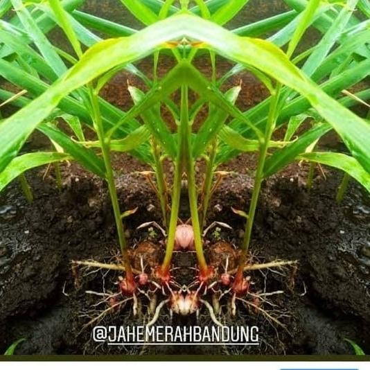 

Terlaris Bibit Jahe Merah