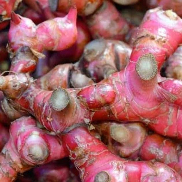

Terlaris Bibit Jahe Merah 1Kilo Isi 10Pohon