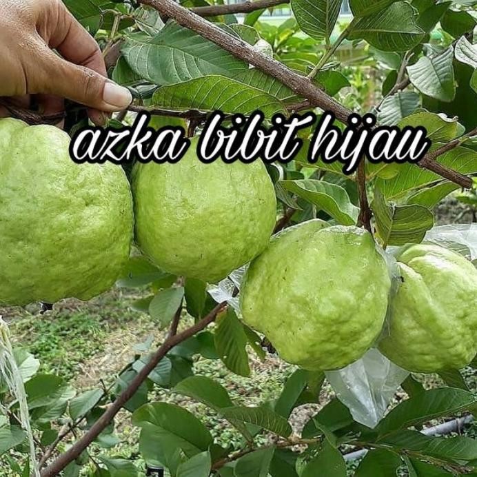 

Terlaris Beli 2 Gratis 1 Bibit Jambu Kristal Tanpa Biji Siap Berbuah (Okulasi)