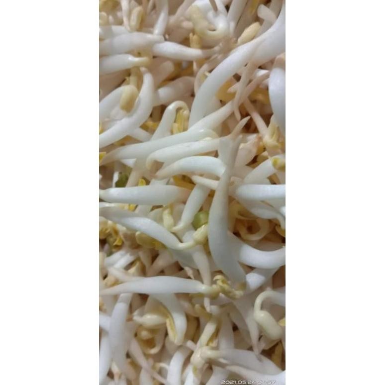 WK Protein Nutrisi Lamitech Siram Toge Gemuk Kering