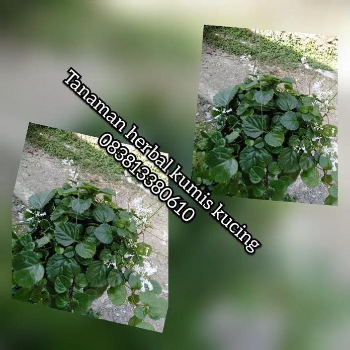 

Terlaris Tanaman Herbal Kumis Kucing