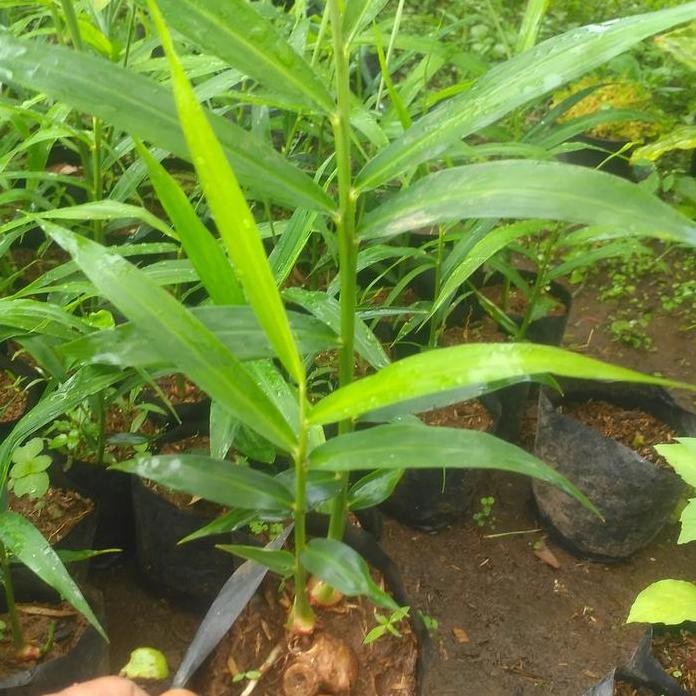 

Terlaris Bibit Tanaman Jahe Merah Pohon Jahe Merah Umbi Jahe Merah Zingiber