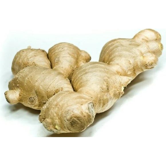 

Terlaris Jahe Gajah Basah Segar Bibit Benih Obat Herbal Diskon