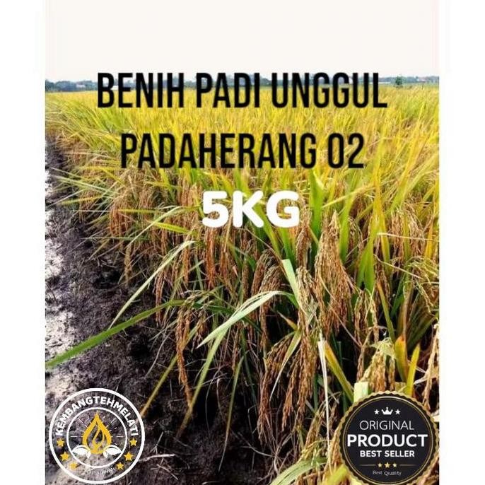

Terlaris Benih Padi Padaherang 02 5Kg #Padaherang #Tahanrebah #Berbobot #Bobotsuper #Anakanbanyak #Hasilmelimpah #Murah