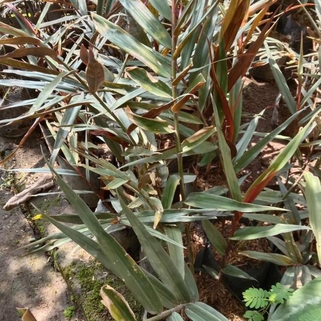 

Terlaris Bibit Tanaman Jahe Hitam Kondisi Siap Tanam Dan Bagus Buat Tabulampot. By Argoplantbag