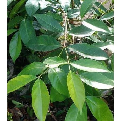 

Terlaris Bibit Tanaman Daun Salam Siap Tanam