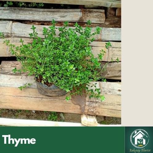 

Terlaris Thymus Vulgaris / Tanaman Toga Herbal Thyme / Thyme Bumbu Masak