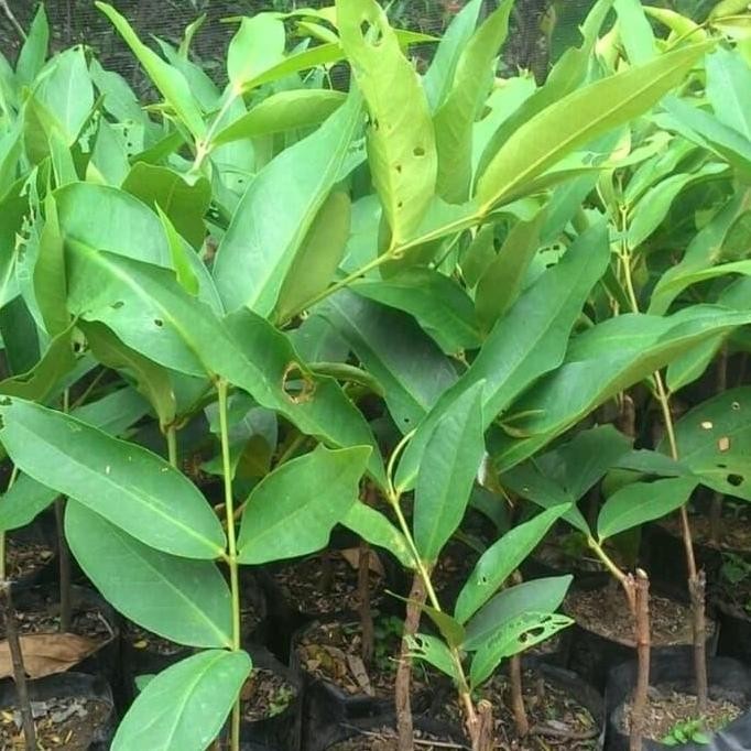 

Terlaris Bibit Jambu Dalhari