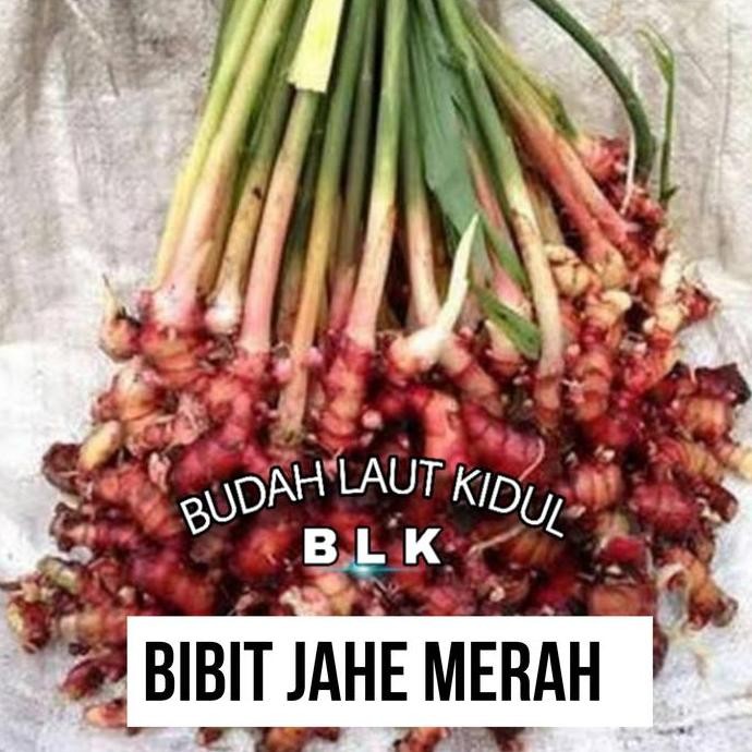 

Terlaris Bibit Jahe Merah | Bibit Jahe Pmerah | 1Pcs (5 Pohon)