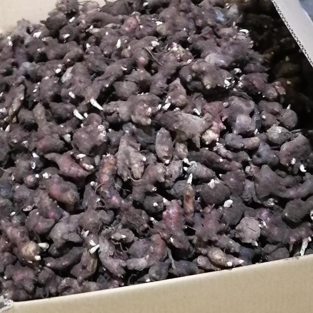 

Terlaris (Terbaru) Bibit Jahe Merah Super 1 Kg, Tinggal Semai Bestseller