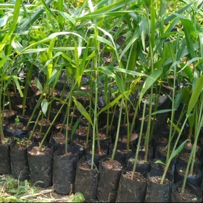 

Terlaris Bibit Tanaman Obat Herbal Jahe Merah Unggul